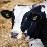 Dermatitis kod krava na vimenu: fotografija, kako liječiti